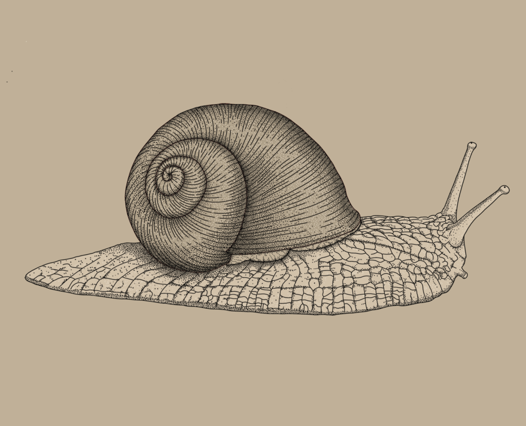 Zeichnung Schnecke, Bern