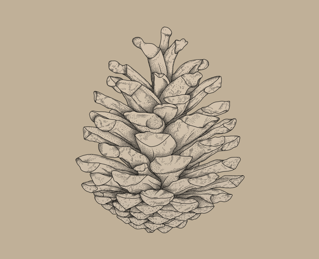 Zeichnung Tannzapfen, Bern