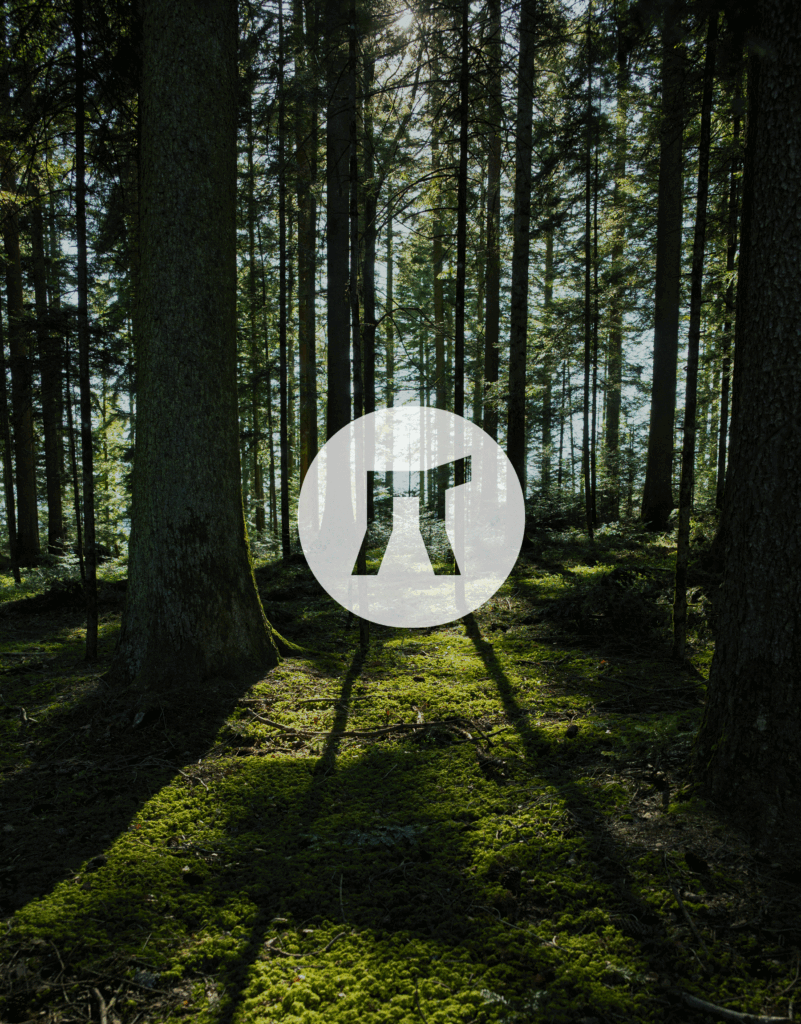 Logo und Corporate Design für Zimmerwaud